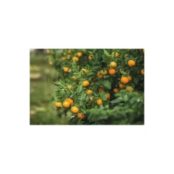 Bois d'oranger pour fumoir